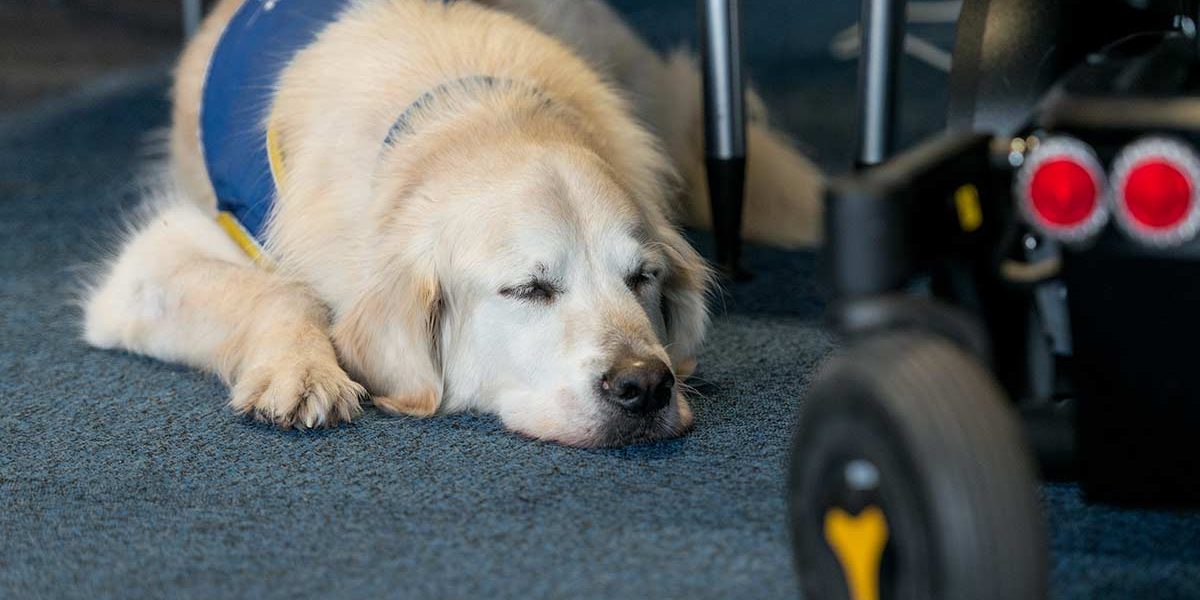 Vivre avec un chien d'assistance | GI LGMD | AFMTELETHON
